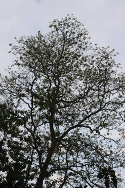 Detaylı çekim, dallı ve narin yeşil yapraklı, yumuşak, bulutlu bir gökyüzüne dayanan bereketli bir taç sergiliyor..