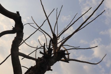 Ağaç silueti ve çıplak dallar bulutlu mavi gökyüzüne doğru uzanıyor. Dallar gökyüzüne karşı soyut bir model oluşturur.