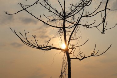 Karmaşık dalları olan yapraksız bir ağacın silueti canlı bir günbatımına karşı duruyor. Sıcak güneş ışığı dalların arasında parlar, sakin bir manzara yaratır..