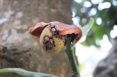 Yakından çekilen genç bir Jackson meyvesi, kahverengi ipuçlarıyla sivri yeşil bir doku sergiliyor. Kurumuş kahverengi yapraklarla vurgulanıyor ve bulanık bir arkaplan üzerine kuruluyor..