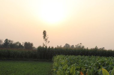 Tütün tarlası ve mısır tarlası Hindistan 'ın kırsal kesimlerinde gün doğumunun erken saatlerinde yemyeşil ekinler ve ufukta berrak bir gökyüzü olan sakin bir manzaraya sahiptir..