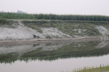 Huzurlu bir manzara yeşil bir mısır tarlasını çimenli bir toprak setin tepesinde kusursuz bir şekilde sakin sularda yansıtıyor, yumuşak, bulutlu bir gökyüzünün altında..