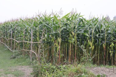 Geniş açı, bulutlu bir günde yakalanan kırsal bambu çitleriyle çevrili yoğun bir mısır tarlasını ortaya çıkarıyor. Bu sahne tarımsal cazibe ve doğal güzellik yayar..