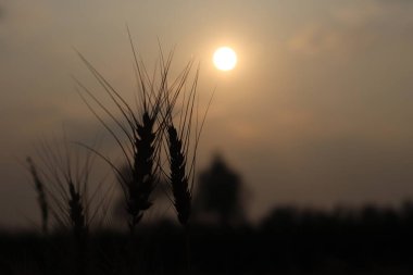 Siluetli buğday sapları gün batımında canlı bir güneşe karşı durur, altın saatin karanlık, sıcak parıltısını ve kırsal manzaranın güzelliğini yakalar..