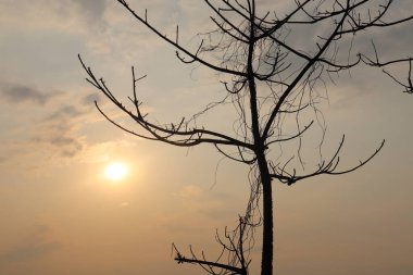Yapraksız ağaç siluetinin arka planda çekilmiş görüntüsü. Gökyüzüne karşı birçok dal, bulutlar, alacakaranlıkta parlayan güneş..
