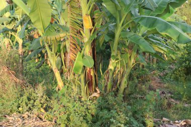 Bu detaylı çekim, muz bitkilerini bir araya topluyor, gövdeleri zemindeki yaprakların arasından yükseliyor. Resmin üst kısmına gür, geniş yapraklar hakim..
