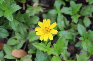 Parlak sarı bir sphagneticola trilobata 'nın detaylı göz düzeyi, yaygın olarak sürünen papatya kır çiçeği olarak bilinen, canlı renkler içeren, bulanık yeşil yapraklar ile çevrili.