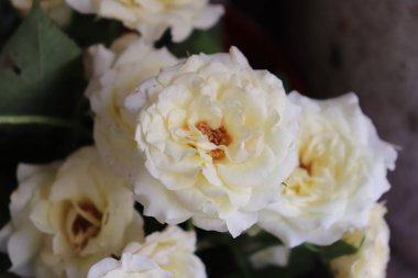 Yumuşak, hafif taç yaprakları ile zarif krem rengi güller, güzel bir yakın çekim görüntüsüyle, altın çekirdeklerini renklendirir ve karmaşık taç yaprak oluşumlarını ortaya çıkarır..