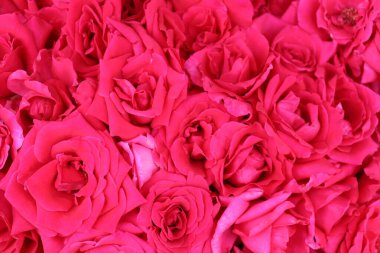 Yüksek açılı yakın plan, çiçek açan fuşya güllerinin yoğun bir düzenini gösterir. Kadife yaprakları zengin, desenli bir çiçek manzarası oluşturur. Romantizm ve zarafeti iletmek için mükemmeldir..