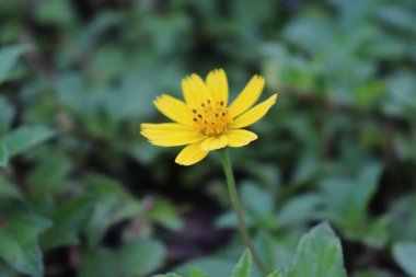 Yakından bakıldığında, çarpıcı sarı bir Sphagneticola trilobata çiçeğinin detaylı taç yaprakları ve merkeziyle yeşil yaprakların yumuşak bulanık arkaplanını gösteriyor. Işık çiçeğin dokusuna vurgu yapıyor..