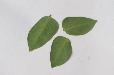 Yakın plan çekimde üç düzgün, yeşil yaprak ayrıntılı damar desenleri gösteriyor. Yapraklar, doğal dokularını ve şekillerini ön plana çıkaran sert beyaz bir yüzeye yerleştirilmiştir..