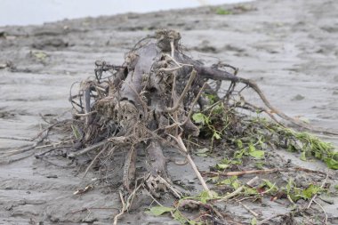 Detaylı bir manzara bitkilerin yakınındaki çamurlu bir kıyıda duran eski ağaç kökleri koleksiyonunu gösteriyor. Kökler yıpranmış, kuru bir görünüme sahip ve gri çamurun üzerinde sıkıca birbirine dolanmış..