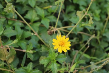 Parlak sarı bir Dahlberg Daisy 'nin yemyeşil bir bitkide çiçek açması çeşitli desenli yapraklar ve dallarla büyüleyici bir bahçe manzarası yaratıyor..