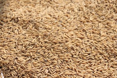 Çiğ pirinç tanelerini yakın planda yakalıyor, organik cazibeyle güzel dokulu altın bir yüzeyi resmediyor. Doğal renk paleti davetkar bir görüntü yaratır..