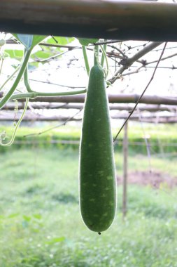 Yakın planda bir şişe kabağı, pürüzsüz, yeşil derisi hafifçe bulanık, sapı dikey olarak sarmaşıklar ve küçük dallar arasında hafif bulanık bir alanda asılı duruyor..