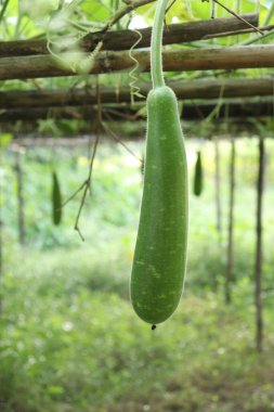 Yoğun bitki örtüsünün arasında zarif bir şekilde askıya alınmış yeni bir şişe kabağı üzerine odaklanarak, yeşilliğin rahatlatıcı, doğal bir arka plan sağladığı sakin bir çiftlik sahnesi yaratıyor..