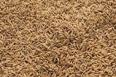 Yakından bakıldığında, sıcak, altın rengi ve tarım ve gıda kavramları için gerekli olan karmaşık yapısal detayları gösteren önemli miktarda kurutulmuş pirinç tanecikleri görülüyor..