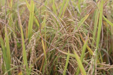 Bir çeltik pirinç tarlasının güzelliğini yakalayan bu resim, doğal ışık altında organik dokuyu ve detaylı çeltik tarımını sergiliyor..