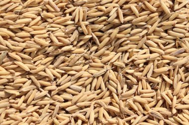 Bu görüntüde çok sayıda pirinç tanesinin yakın çekimi var. Tahıllar, doğal ışık altında sıcak ve altın rengi gösteren dokulu bir yüzey oluştururlar..