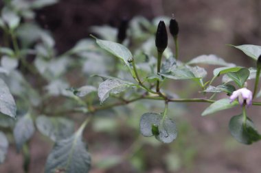 Bu yakın plan çekimde yapraklarının arasında siyah kobra biberleri ve bitkinin canlı dokusunu ve doğal güzelliğini ön plana çıkaran narin bir çiçek sergileniyor..