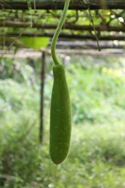 Sarmaşığından sarkan yeşil bir kabak ya da kabak gibi taze, doğal bir şat sunar. Görüntü, bulanık bir arkaplan karşısında kabağın şeklini ve dokusunu vurgular.