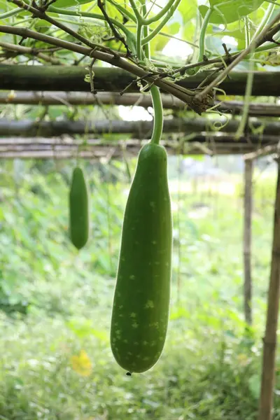 Görüntü, bambu sarmaşıklarından sarkan uzun, taze, yeşil bir su kabağı gösteriyor. Doğal ışık, pürüzsüz dokusunu, küçük noktalarını ve canlı rengini vurgular. Yumuşak odak noktasında başka bir kabak görülür.