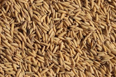 Genel bir çekimde yoğun ve dokulu bir kuru pirinç tanecikleri, zengin renkleri ve organik formları birçok kullanım için soyut bir tarımsal model oluşturuyor..