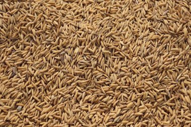 Detaylı bir şekilde yakalanan bu yakın plan görüntüde altın rengi sergilenen pirinç taneleri görülüyor. Görüntü, pirinç dokusunun ve bolluğunun altını çiziyor. Hasadı ve besinleri simgeliyor..