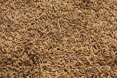 Arkaplanda çeşitli yaratıcı uygulamalar için uygun organik desenler ve altın renkler sunan çok sayıda ham pirinç tanecikleri sergileniyor..