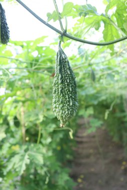 Yakın planda canlı yeşil bir kabak sergileniyor. Bahçede dikey asılı duran acı kabak, bulanık yeşilliğin ortasındaki taze ve doğal güzelliğini vurguluyor. Su kabağı şaşırtıcı bir doğal tasarım sunar..