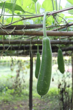 Kapalı kapılar, bir bahçedeki ahşap ağaçtan sarkan ve sürdürülebilir tarım ve ev yapımı sebzelerin güzelliğini gözler önüne seren kabak olarak da bilinen taze şişe kabaklarını tasvir ediyor..