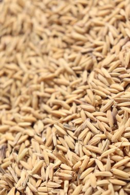 Altın pirinç kabuklarının karmaşık dokusunu yakalamak, tam kare çekim ayrıntıları ve yumuşak güneş ışığını vurguluyor. Sıcak melodiler doğal bir his katıyor..