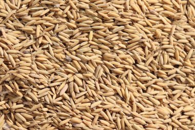 Yoğun bir altın kahverengi çeltik taneciklerinin yakın plan görüntüsünü yakalıyor. Tarım sahnesi, doğal güzelliğin göstergesi olarak biçilen pirincin dokusunu ve zenginliğini sergiliyor..