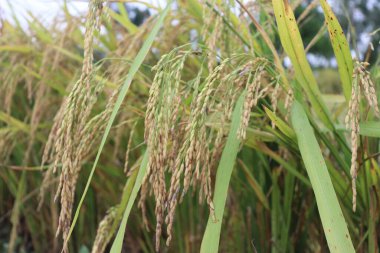 Tahıl yüklü olgun pirinç saplarını yakından gören bir çeltik tarlasının özünü yakalıyor. Görüntü, tarımın güzelliğini ve cömertliğini vurgulayan doğal bir doğa manzarasına sahiptir..