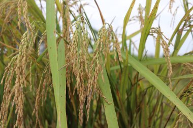 Yakın plan, altın taneciklerle yüklü narin ama önemli pirinç paniklemelerini yakalar, canlı yeşil yaprakların zeminine karşı tezat oluşturur, doğanın bereketini biçmeden önce gösterir.
