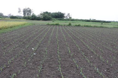 Bu geniş açı, arka planda ağaçlarla kaplı bulutlu bir gökyüzünün altında ufka doğru uzanan bir tarladaki sıra sıra yeşil mısır filizlerini gösteriyor..