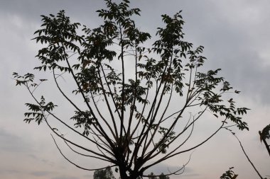 Göz hizasındaki çekim, gün batımından hemen önce bulutlu bir gökyüzüne karşı gövdesini ve dallarını gösteren siluet içindeki genç bir ağacın tam görüntüsünü sunuyor. Bulutlu arkaplan sahneye derinlik katıyor.