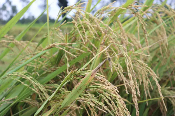 Bu yakın çekim, olgunlaşan pirinç bitkilerinin canlı detaylarını yakalar, dokulu taneler ve yeşil yapraklarla tarımsal önemlerini gözler önüne serer..