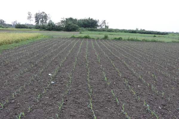 Bu geniş açı, arka planda ağaçlarla kaplı bulutlu bir gökyüzünün altında ufka doğru uzanan bir tarladaki sıra sıra yeşil mısır filizlerini gösteriyor..