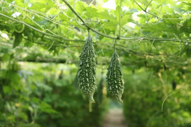 Bu resim, iki olgun, açık yeşil acı kabağı engebeli dokularıyla canlı bir bahçedeki yeşil sarmaşıklardan sarkan, doğanın güzelliğini ve tarım bolluğunu ön plana çıkaran.