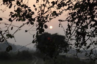 Siluet ağaç dalları puslu bir gün doğumu çerçevesi oluşturuyor. Gökyüzü uzaklarda soluyor, kırsal alanlar ve sakin, doğal manzarayı tamamlayan bir patika altın saat boyunca..