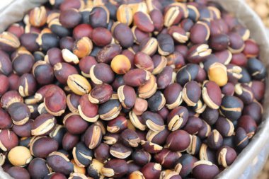 Detaylı yukarıdan çekimde, bir torba içinde bulunan koyu kırmızı-kahverengi ve siyah renkli, çeşitli renkler ve dokular içeren böbrek şekilli tohumlar sergilenmektedir..