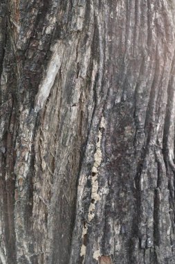 Göz hizasında yakalanan bu fotoğraf, kahverengi, gri ve beyaz tonlarında pürüzlü çıkıntılar, yarıklar ve organik desenlerin yer aldığı yaşlı ağaç kabuklarının ayrıntılı bir perspektifini sunar..