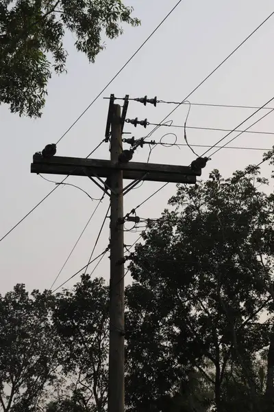 Detaylı görüntü çoklu elektrik hatlarına dolanmış yıpranmış bir elektrik direğini gösteriyor, yumuşak, nötr bir gökyüzüne karşı yerleştirilmiş ve ağaçların yemyeşil yapraklarının arasına yerleştirilmiş..