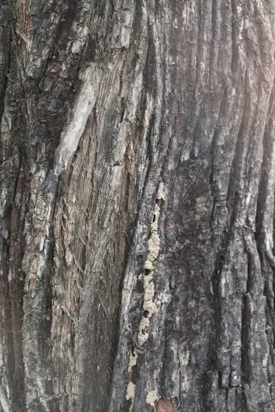 Göz hizasında yakalanan bu fotoğraf, kahverengi, gri ve beyaz tonlarında pürüzlü çıkıntılar, yarıklar ve organik desenlerin yer aldığı yaşlı ağaç kabuklarının ayrıntılı bir perspektifini sunar..