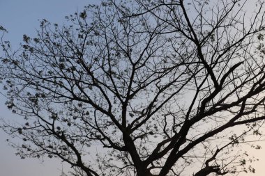 Ağacın yukarıdan görünüşü, çıplak dallardan oluşan detaylı bir silueti ve yumuşak, açık mavi, soluk sarı eğimli bir gökyüzüne karşı birkaç yaprağı var..