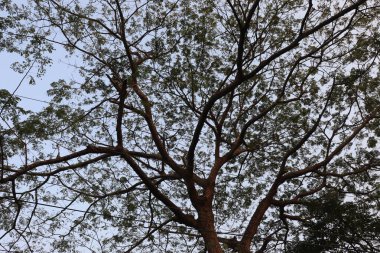 Küçük yeşil yapraklı kahverengi ağaç dalları solgun gökyüzüne yayılarak doğal bir desen oluşturuyor. Yerden çekilmiş, ağacın tüm siluetini ve gökyüzünü yakalıyor..