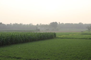 Yumuşak ışıkta yakalanan, olgunlaşmış mısır bitkileriyle dolu bir çiftçi sahnesi yemyeşil pirinç tarlalarının yanında açılır; uzak ağaç hattı sakin, biraz puslu bir ufka karışır.