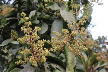 Gelişmekte olan mango çiçeklerinin karmaşık kümelerini gösterir. Bitki meyve vermeye ve dallanmaya hazırlanırken doğal güzelliğin altını çiziyorum..