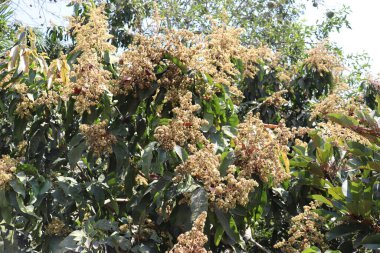 Mango ağacı bol mango çiçekleriyle böbürlenir ve zengin bir hasat olduğunu gösterir. Yoğun yeşil yapraklar ve bereketli çiçekler ormanın doğal güzelliğini gösteriyor..